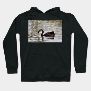 Nouvelle Zélande - Rotorua, cygnes noirs Hoodie